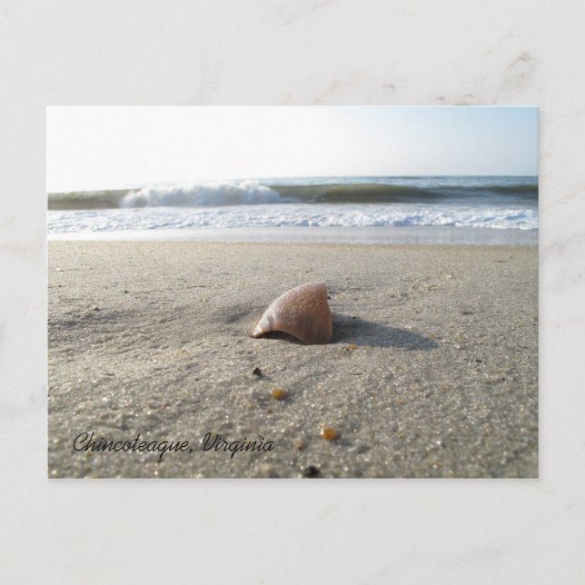 Carte Postale Shell Chincoteague, Virginie (Devant)