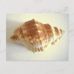 Carte Postale Shell maritime