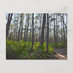 Carte Postale Shell Mound Park Trail, île Dauphin, AL