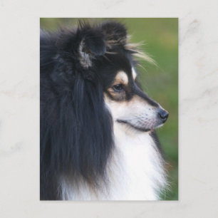 Carte postale Shelty Puppy