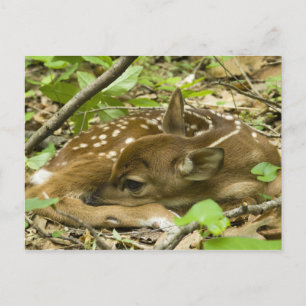 Carte Postale Shenandoah NP, Virginie, USA