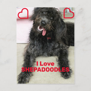 Carte Postale Shepadoodle