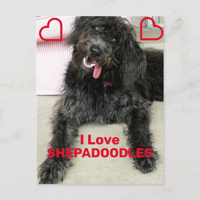 Carte Postale Shepadoodle (Devant)