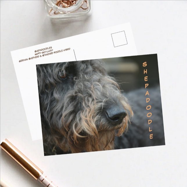 Carte Postale Shepadoodle Profil Closeup Photographic Postcard (Créateur téléchargé)