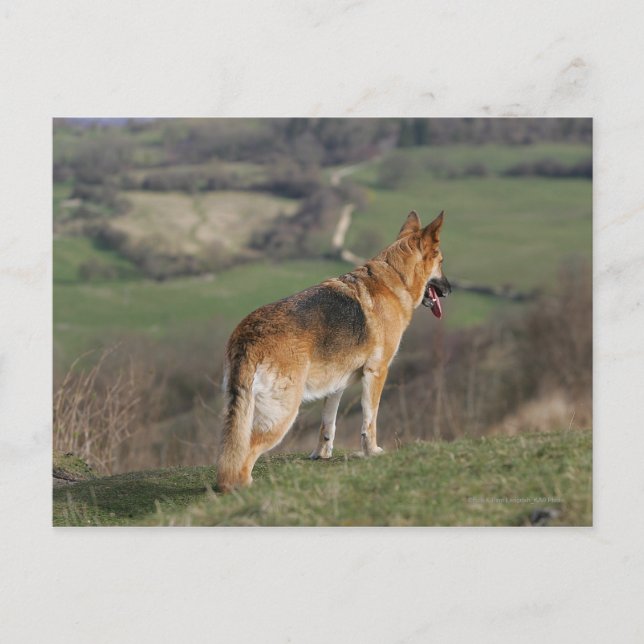 Carte Postale Shephard allemand regardant la colline (Devant)