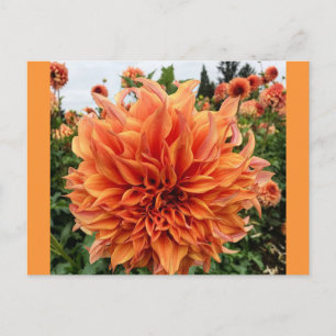 Carte Postale Sherwood's Peach Dahlia