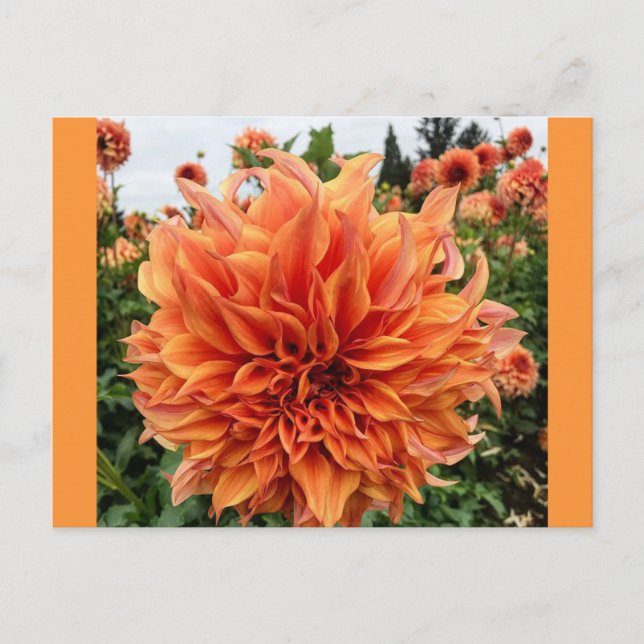 Carte Postale Sherwood's Peach Dahlia (Devant)