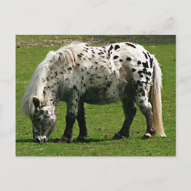Carte Postale Shetland Pony (Devant)