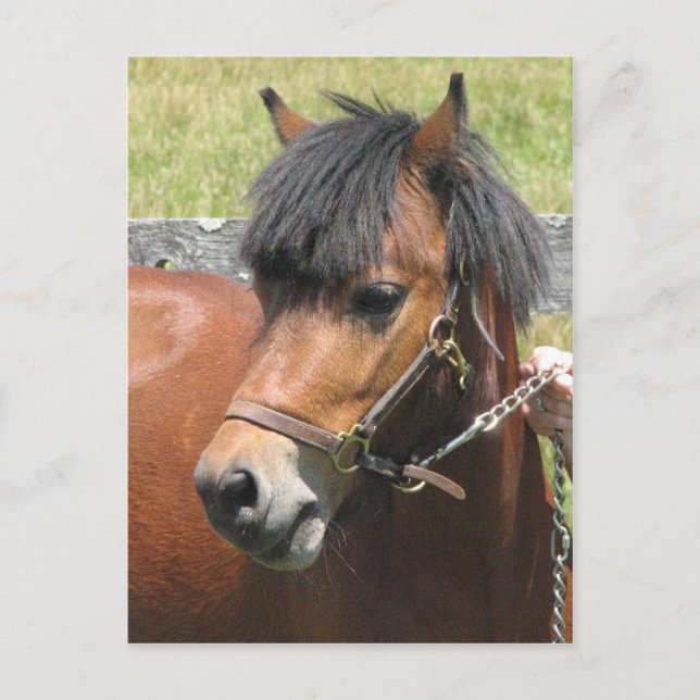 Carte postale Shetland Pony Design (Devant)