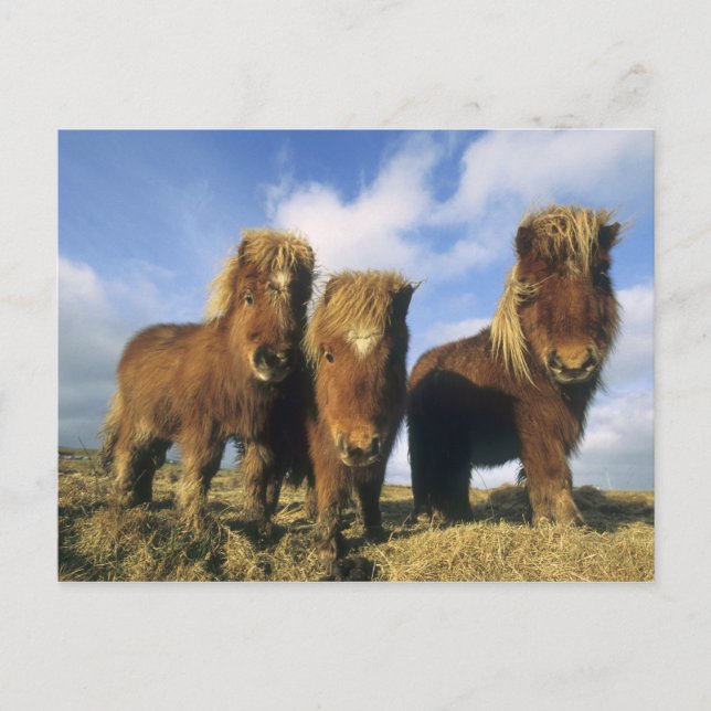 Carte Postale Shetland Pony, îles Shetland continentales (Devant)