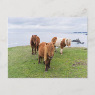 Carte Postale Shetland Pony on Pasture Near High Cliffs