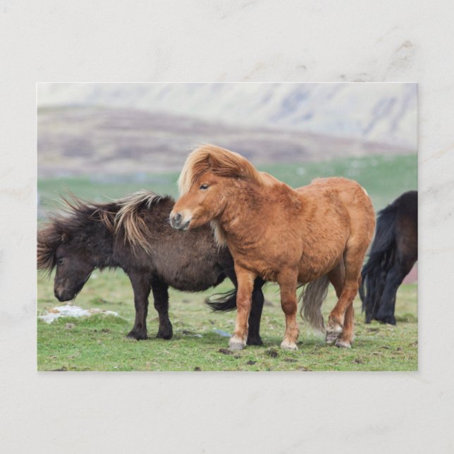 Carte Postale Shetland Pony, Shetland Islands, Écosse 2 (Devant)