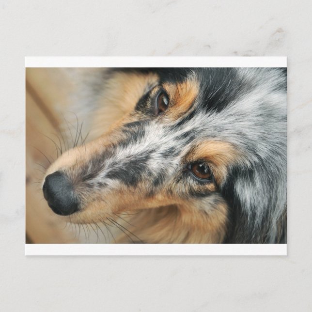 Carte Postale Shetland Sheepdog (Devant)