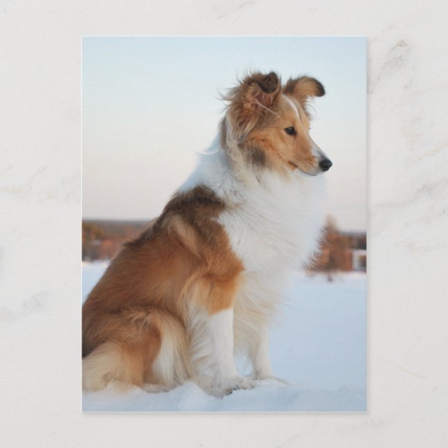 Carte Postale Shetland sheepdog produit papier (Devant)