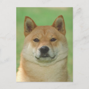 Carte Postale Shiba Inu