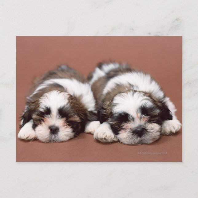 Carte Postale Shih Tzu (Devant)