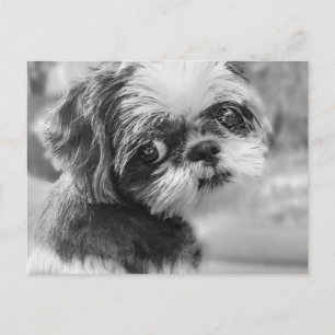 Carte postale Shih Tzu