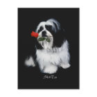 Shih Tzu Avec Rose