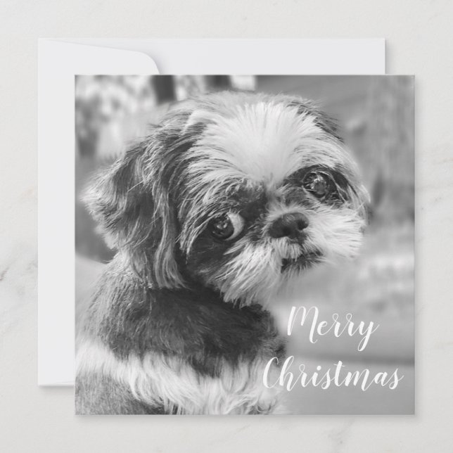 Carte postale Shih Tzu Joyeux Noël (Devant)
