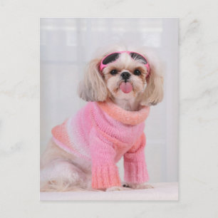Carte Postale Shih Tzu Puppy - Le Razz