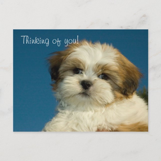 Carte Postale Shih Tzu Puppy "Penser à vous" PostCard (Devant)