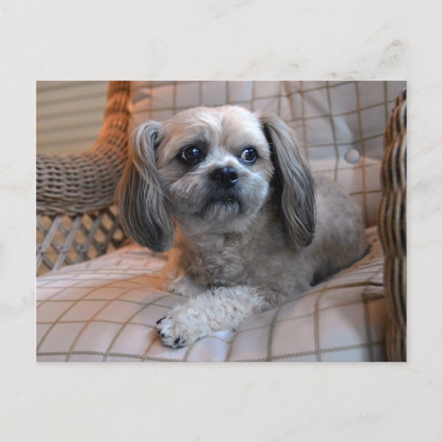 Carte Postale Shih Tzu réfléchi (Devant)