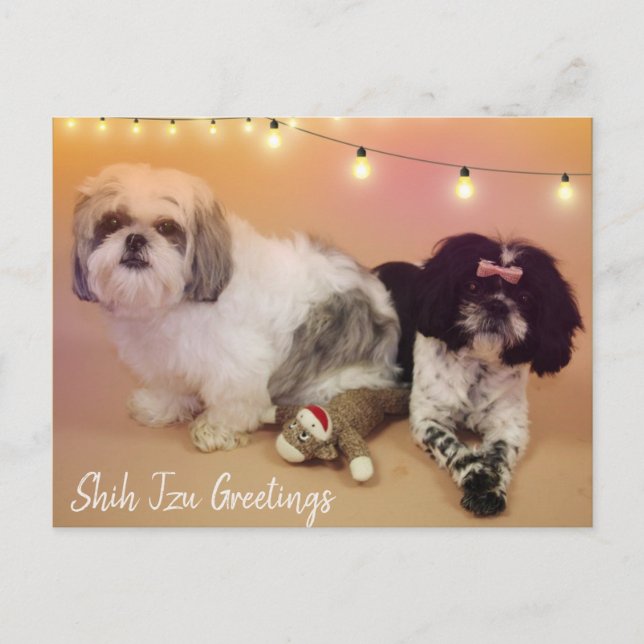 Carte Postale Shih Tzu Salutations (Devant)