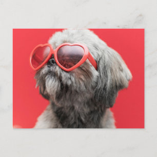 Carte postale Shih Tzu Salutations