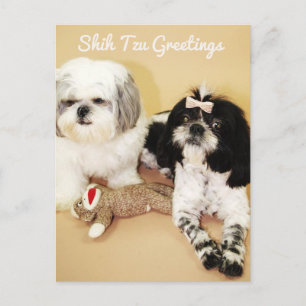 Carte Postale Shih Tzu Salutations