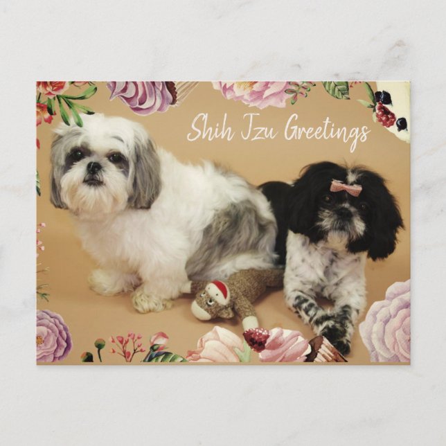 Carte Postale Shih Tzu Salutations (Devant)