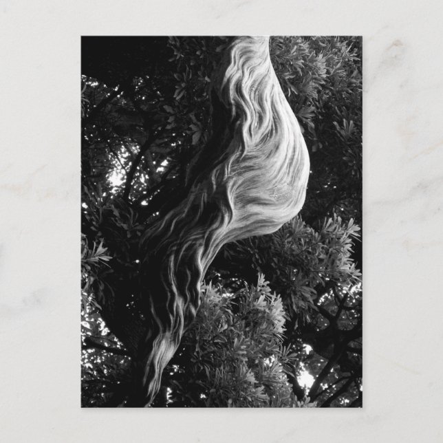 Carte Postale Shipo (Devant)