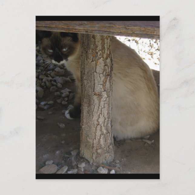 Carte Postale Shiva la raquette de neige (Devant)