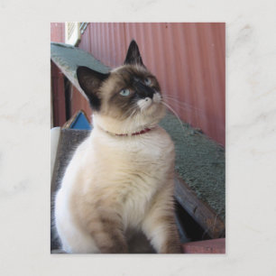 Carte Postale Shive the Snowshoe