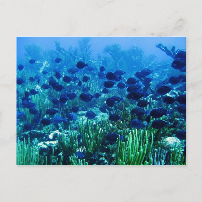 Carte Postale Shoal of Blue Discus Fish (Devant)