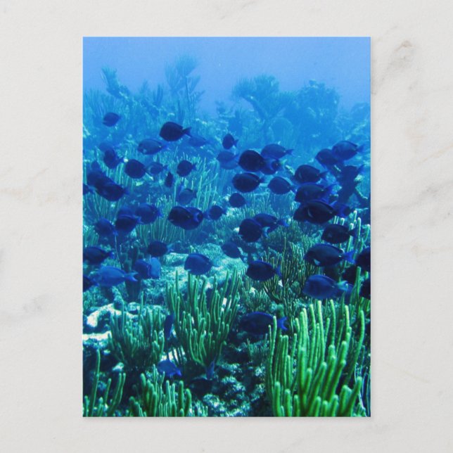 Carte Postale Shoal of Blue Discus Fish (Devant)