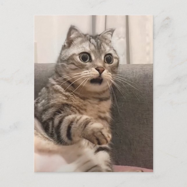 Carte Postale Shocked Cat Meme (Devant)