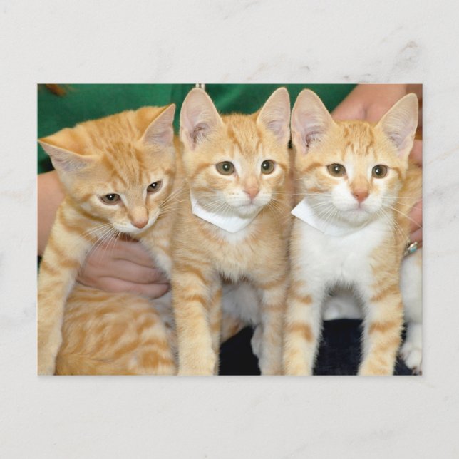 Carte postale Shorthair Orange Tabby Kittens (Devant)