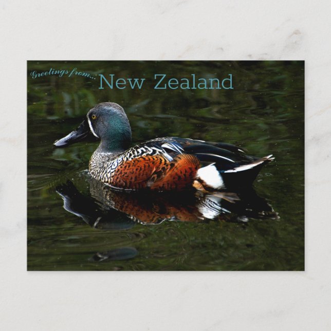 Carte Postale Shoveler Duck Nouvelle-Zélande (Devant)