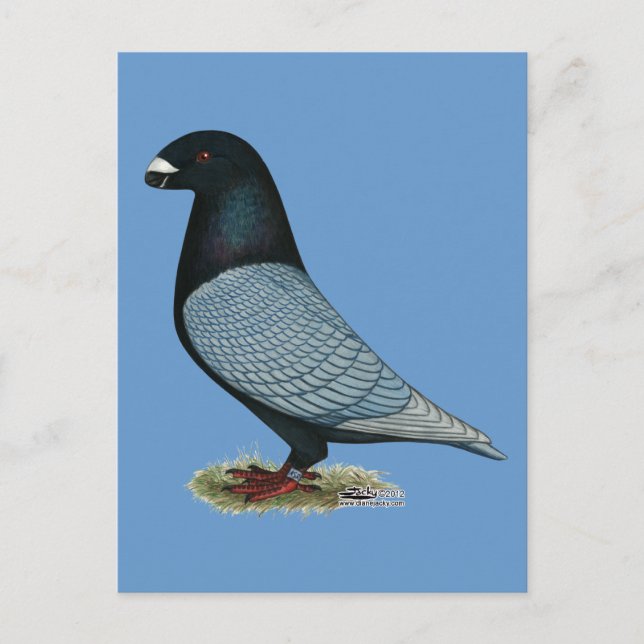 Carte Postale Show Racer Andalou (Devant)