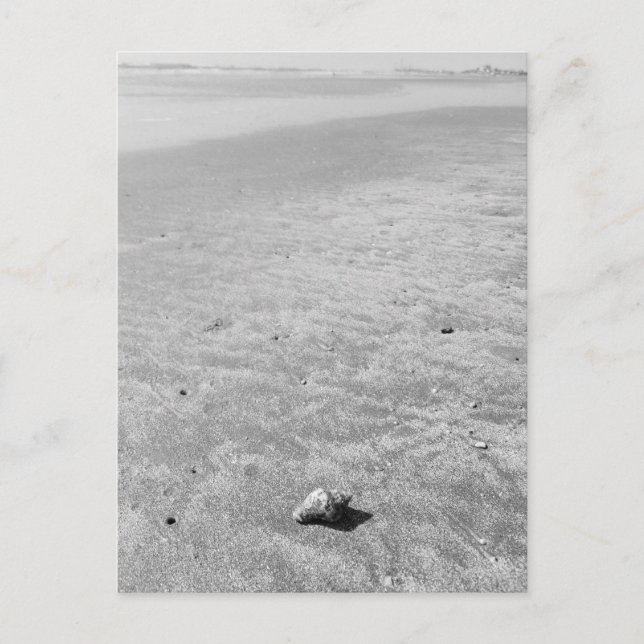 Carte postale Shy Hermit Crab (Devant)