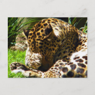 Carte Postale Shy Leopard