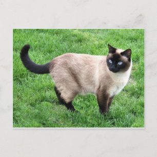 Carte Postale Siamese Cat Pet Purr Meow Kitty Destiny Art