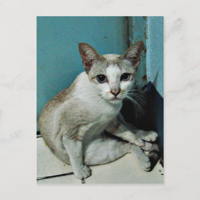 Carte Postale Siamese Chat Friend (Devant)