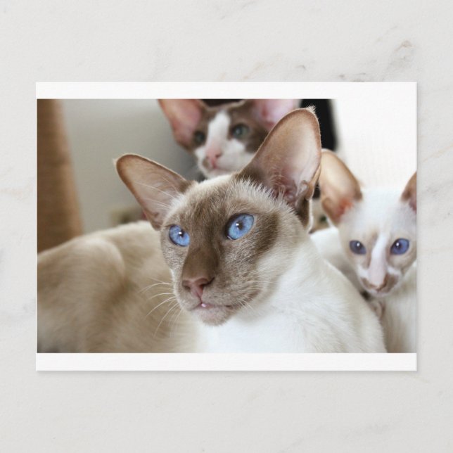 Carte Postale Siamese Chats Animaux Animaux (Devant)