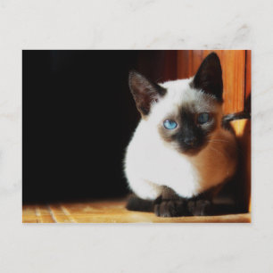 Carte Postale Siamese Kitten