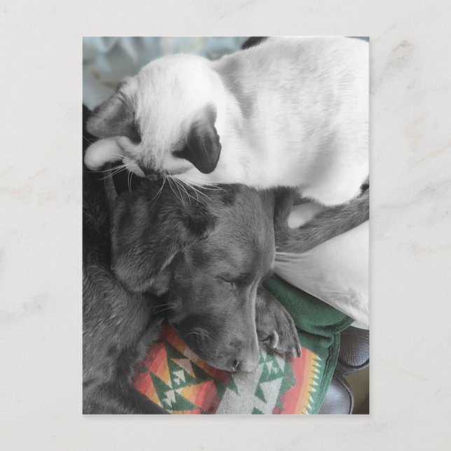 Carte Postale Siamese Kitten Est Amoureusement Niché Sur La Tête (Devant)