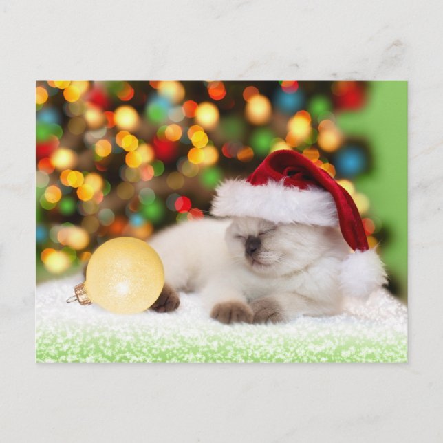 Carte Postale Siamese Kitten : Ornement d'or (Devant)