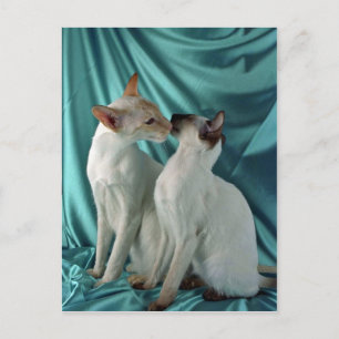 Carte Postale Siamese, point rouge et point de joint