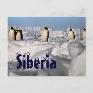 Carte Postale Siberia arctic winter  postcard