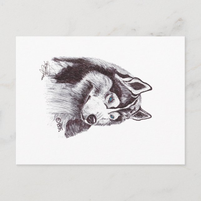 CARTE POSTALE SIBERIAN HUSKY (Devant)